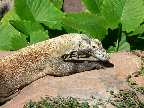 Rồng Komodo là loài thằn lằn sống nặng nhất thế giới, có thể phát triển chiều dài lên đến 2-3m. Trông vẻ ngoài chúng có vẻ chậm và ngờ ngệch, nhưng nó thực sự rất nhanh nhẹn và di chuyển nhanh. Răng của nó trông giống như răng những con cá mập ăn thịt và phía trong miệng đầy các vi khuẩn độc hại. Loài này từng được biết đến giết và ăn thịt con người, tấn công một nhóm các thợ lặn người Anh và giết chết một cậu bé 8 tuổi.