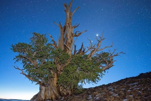 ##s###Cây thông Methuselah bên trong công viên rừng quốc gia Inyo ở California, Mỹ. Là cây thân gỗ còn sống lâu nhất thế giới, ước tính khoảng 4.853 năm tuổi. Cây được đặt tên theo một nhân vật trong kinh thánh.
