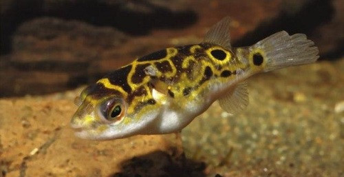 Sau cá nóc chuột vằn mang, cá nóc chấm cam (Torquigener gallimaculatus) cũng rất đáng sợ, cứ 100g trứng hoặc gan loài cá này có thể giết chết 60 - 70 người.