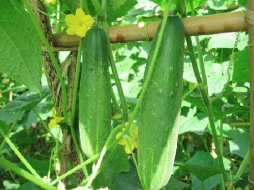 Dưa chuột.
