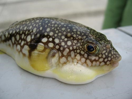 Cá nóc chuột vằn mang (Aronthron immaculatus) thân có dạng hình trứng, vây lưng viền đen, bụng màu trắng… bề ngoài không có vẻ gì đáng sợ nhưng trong trứng loài cá này tập trung một lượng chất độc khủng khiếp, cứ 100g trứng có thể giết chết 200 người; hàm lượng độc chất cao xuất hiện từ tháng 4 đến tháng 10.
