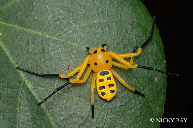 Nhện cua tám đốm có tên khoa học là Platythomisus octomaculatus, là một loài nhện trong họ Thomisidae. Loài này thuộc chi Platythomisus, được miêu tả năm 1845 bởi Carl Ludwig Koch.