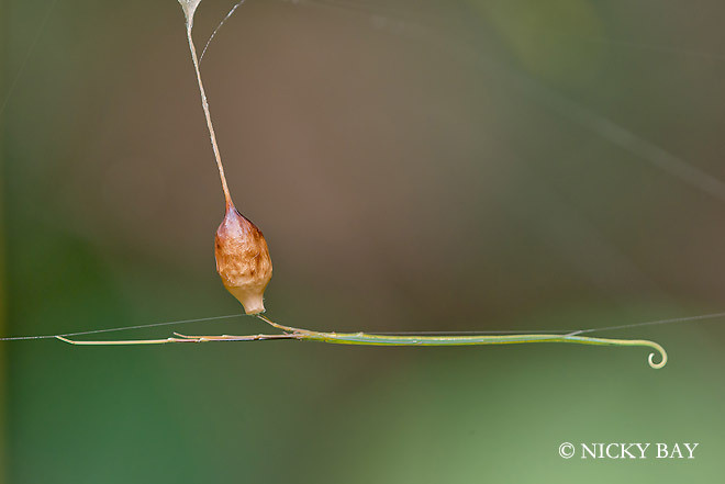 Với thân hình dài, xanh, giống như một nhánh cây nhỏ, trông nó chẳng giống loài nhện nào mà con người từng biết.
