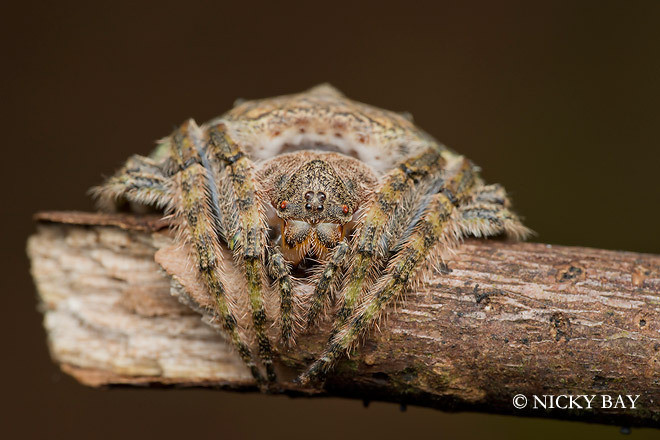 Nhện tròn Dolophones, một chi nhện trong họ Araneidae.