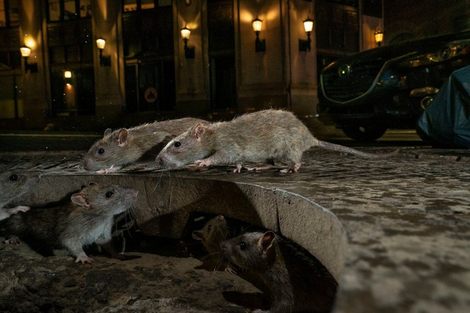 Ảnh "The Rat Pack" (Toả sáng trong đêm) nhiếp ảnh gia Charlie Hamilton James, Anh chiến thắng hạng mục Cuộc sống hoang dã trong đô thị 2019. Ảnh chụp những con chuột đang rình mò kiếm ăn trên phố Pearl ở Lower Manhattan.