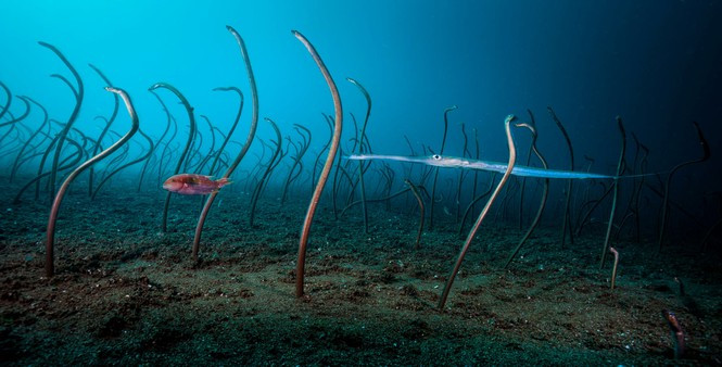 Tác phẩm The Garden Of Eels" (Vườn Lươn) nhiếp ảnh gia David Doubilet, Mỹ chiến thắng ở hạng mục Dưới mặt nước 2019. Cảnh một đàn lươn đang lắc lư theo dòng nước và nhanh chóng biến mất vào hang.