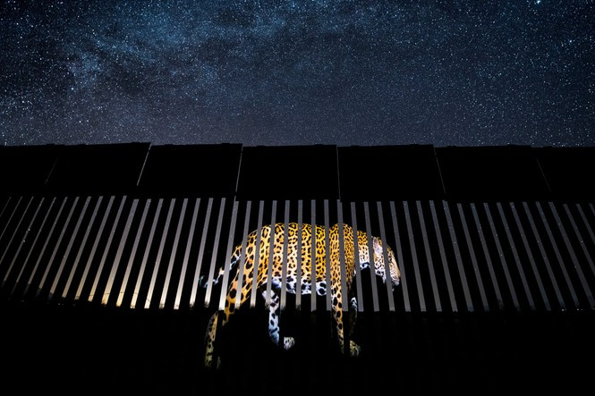 Bức ảnh "Another Barred Migrantr" (Kẻ lang thang ngoài hàng rào) nhiếp ảnh gia Alejandro Prieto, Mexico, chiến thắng giải phóng sự ảnh cuộc sống hoang dã. Alejandro mất 2 năm để chụp ảnh một con báo đốm đực. Bức ảnh được chụp dưới bầu trời Arizona đầu sao, phản chiếu một phần hàng rào biên giới Hoa Kỳ và Mexico.