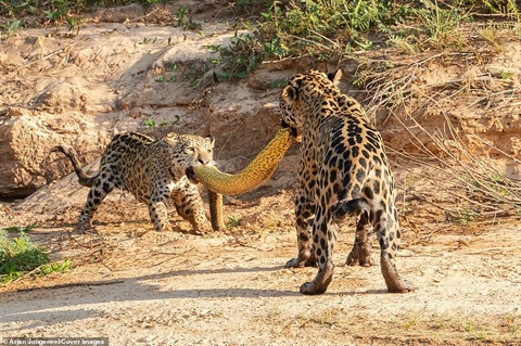 Thế nhưng, ngay khi vừa đưa được miếng mồi lớn qua sông thì mẹ con báo đốm lại cùng nhau giằng xé đồ ăn thay vì cùng nhau nhàn nhã thưởng thức nó.