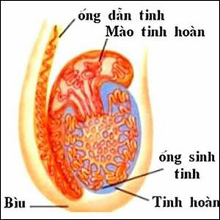 Thắt ống dẫn tinh gây ung thư tuyến tiền liệt. Thực tế, không có bất kỳ mối liên hệ nào giữa thắt ống dẫn tinh và ung thư tuyến tiền liệt. Sự hiểu lầm này bắt nguồn từ việc người thắt ống dẫn tinh thường được theo dõi sức khỏe, thăm khám thường xuyên. Từ đó, dễ dàng phát hiện bệnh.