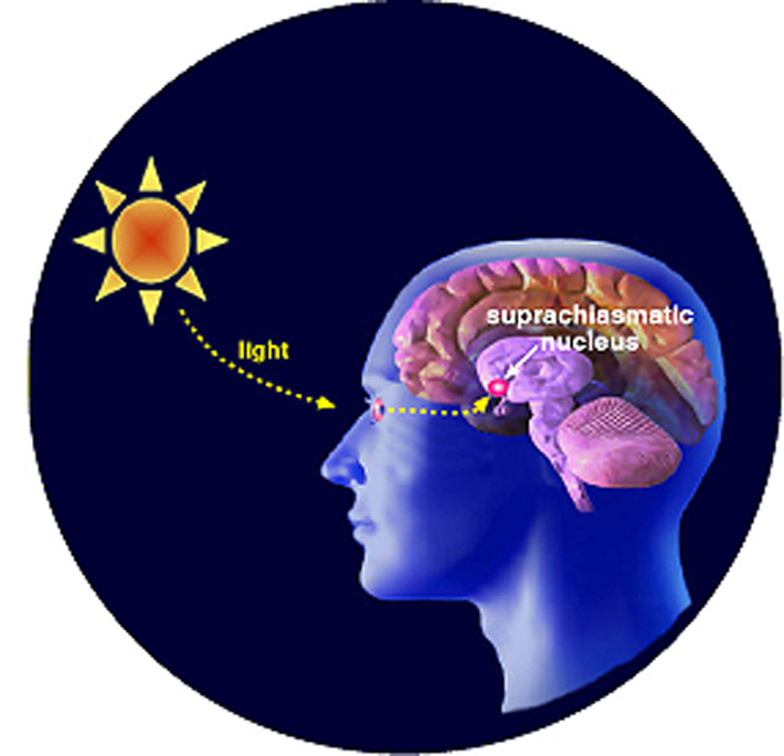 Khi ngủ, cơ thể tiết ra melatonin, loại hormon này chỉ được sản xuất ở tuyến tùng khi tối. Nồng độ melatonin tiết ra cao nhất vào khoảng hai giờ sáng đối với người trẻ tuổi và ba giờ sáng ở người lớn tuổi.