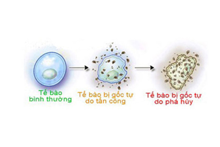Trong khi đó, các gốc tự do hiện diện trong cơ thể là nguyên nhân chính dẫn đến sự hình thành tế bào ung thư. Việc tiêu thụ cà chua là cách đơn giản nhằm trung hòa gốc tự do, hạn chế nguy cơ mắc ung thư nguy hiểm.