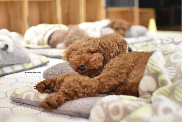Chú cún con bông xù màu nâu ngủ say sưa quên hết sự đời.