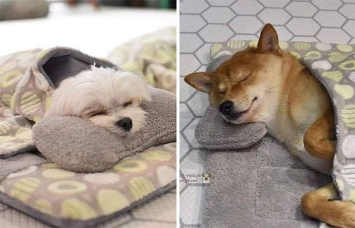 Các thiên thần chó và giấc mơ trưa.