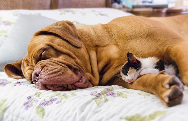 Chú chó bull với vẻ ngoài tưởng dữ tợn này trở nên thật hiền lành khi nằm che chở cho 1 chú mèo con.