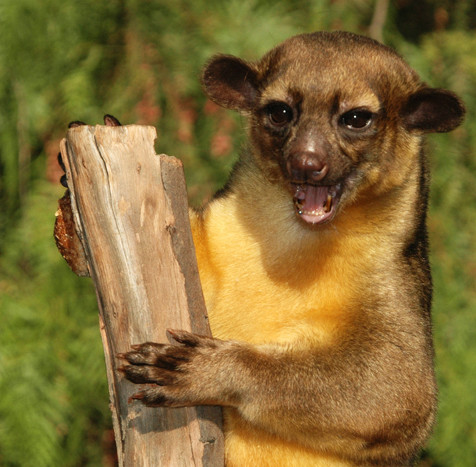 Gấu trúc lông vàng Kinkajou có khả năng dùng đuôi để bám chặt vào cây. Loài này sở hữu chiếc lưỡi kỳ lạ, dài tận 12.7cm.