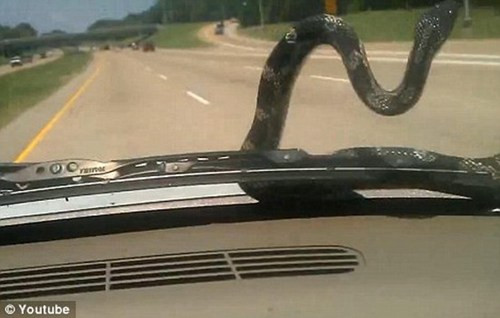 Một bà mẹ trẻ ở tiểu bang Tennessee, Mỹ đang lái xe dọc đường cao tốc thì “thót tim” vì trông thấy một con rắn trông rất đáng sợ đang tấn công kính chắn gió trên xe.