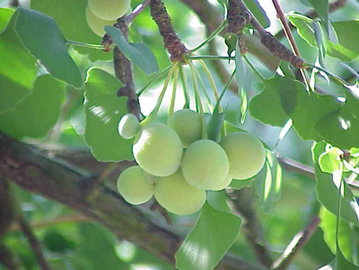 Ginkgo (bạch quả). Nghiên cứu cho thấy, ginkgo chứa hai hoạt chất là ginkgolide B và sesquiterpene bilobalide có tác dụng tăng tuần hoàn não, tăng sức chịu đựng của mô khi thiếu oxy, chống oxy hóa. Không dừng lại ở đó, ginkgo còn tham gia điều hòa mạch máu, giảm nhớt máu và ngưng kết hồng cầu, ức chế yếu tố hoạt hóa tiểu cầu, ngăn chặn các gốc tự do và ổn định màng tế bào trong bệnh mạch máu não.