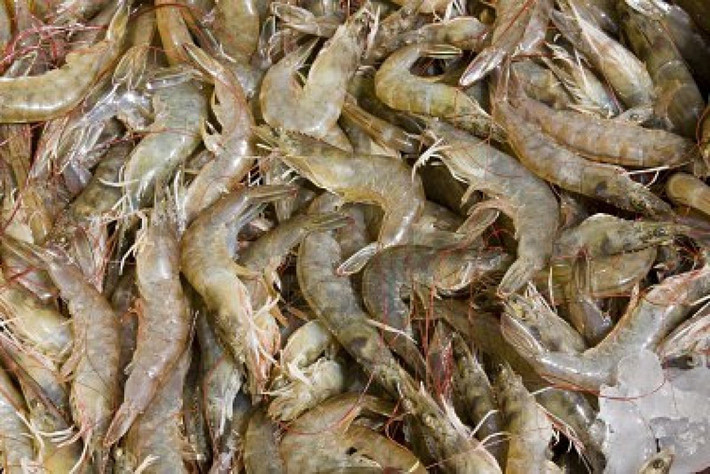 Trước khi trở thành món ăn, tôm được sơ chế bằng cách cắt hết râu và phần chân lởm chởm rồi cho vào một chiếc đĩa kim loại hoặc sứ sâu lòng.