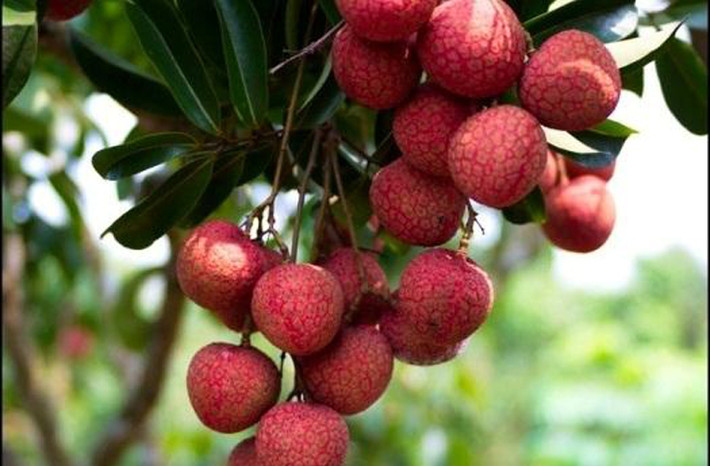 Vải thiều Thanh Hà. Vải được trồng ở nhiều nơi song vải ngon phải kể đến giống cây được trồng ở Thanh Hà. Trái vải có vỏ màu đỏ sậm, hơi sần sùi. Khi bóc ra, người ăn dễ bị chinh phục bởi lớp cùi trắng nõn, mọng nước, dịu mát chứ không ngọt gắt nhanh chán.