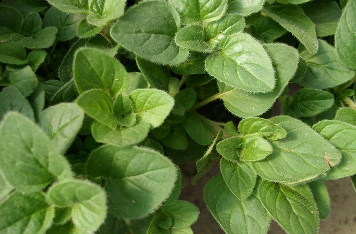Lá Oregano (kinh giới cay). Các nhà khoa học cho biết, lá oregano mang lại khả năng ngăn ngừa nguy cơ ung thư tiền liệt tuyến nhờ hợp chất kháng khuẩn. Trái với các loại thảo mộc khác như rau mùi tây, tỏi, húng tây, húng quế,… oregano vẫn giữ được hương vị của nó, thậm chí còn mạnh mẽ hơn khi được sấy khô.