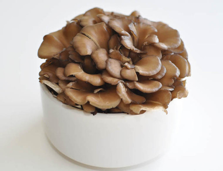 Nấm maitake. Nấm maitake được trồng nhiều ở vùng núi phía đông bắc Nhật Bản. Chiết xuất beta glucan từ nấm có khả năng kiềm chế, thậm chí ngăn chặn sự phát triển của tế bào ung thư.