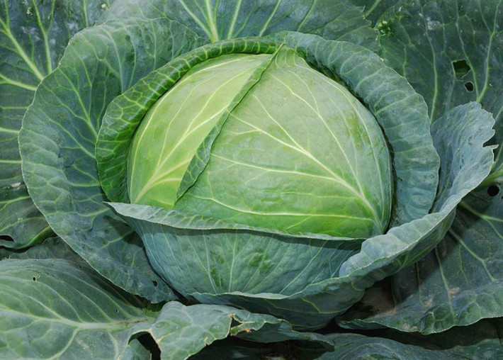 Axit folic có nhiều trong củ cải đường, bắp cải, rau xanh, trứng, trái cây và các loại cá.
