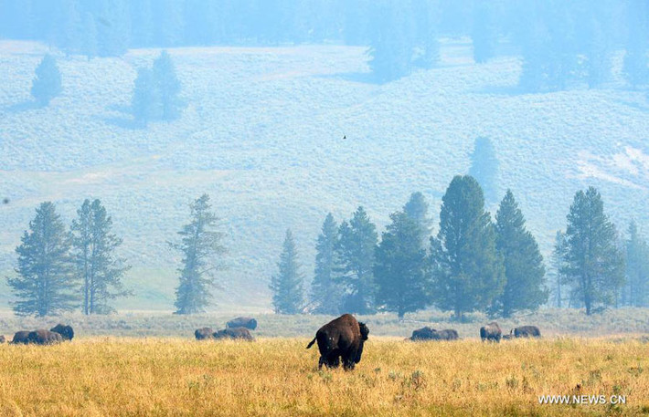 Đàn trâu nhởn nhơ gặm cỏ ở gần mạch nước phun West Thumb ở Yellowstone, Mỹ.