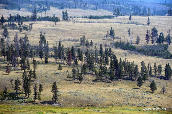 Vẻ đẹp hoang sơ của khu vực Roosevelt ở vườn quốc gia Yellowstone.