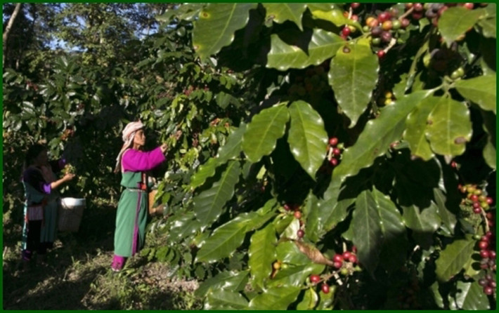 Ông Dinkin cũng cho biết thêm, đây là hạt cà phê Arabica có nguồn gốc từ miền núi ở phía bắc Thái Lan gần biên giới với Myanmar, điều này đã làm tăng hương vị hấp dẫn của cà phê.
