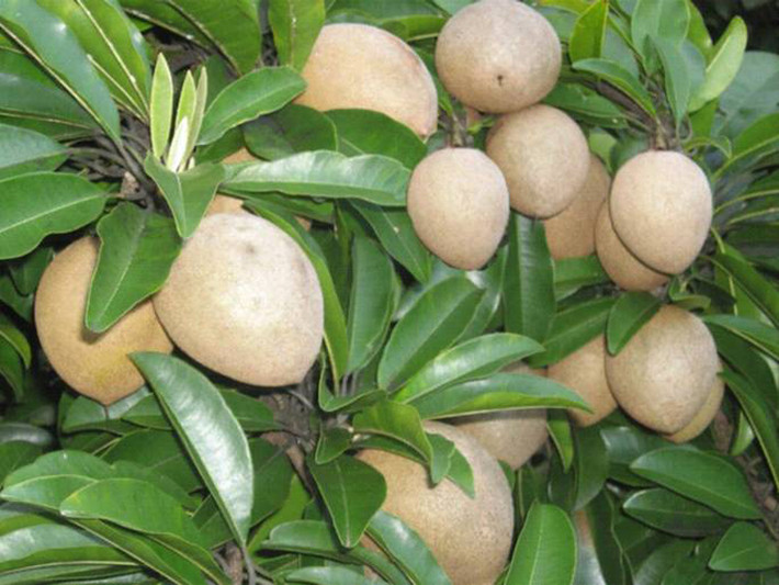 Được biết, hồng xiêm là loại trái cây được trồng phổ biến ở khu vực nhiệt đới và tiêu thụ ở nhiều quốc gia khác nhau.