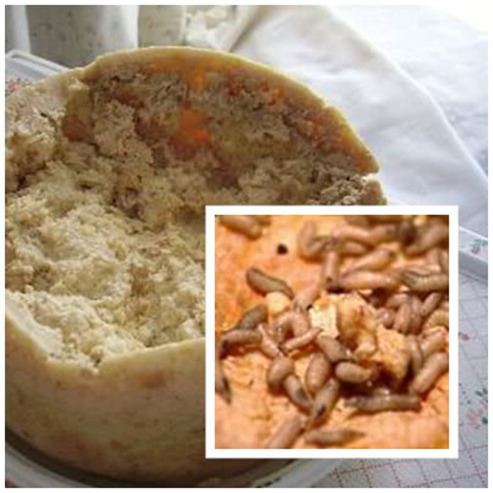 Casu Marzu. Món pho-mát ở Sardina, Italy được cho là lạ nhất thế giới. Nó được làm từ pho-mát sữa cừu lên men nhờ vi khuẩn piophila và có những con giòi bò lổm ngổm trên miếng pho-mát. Đặc biệt, mùi của Casu Marzu rất kinh khủng.
