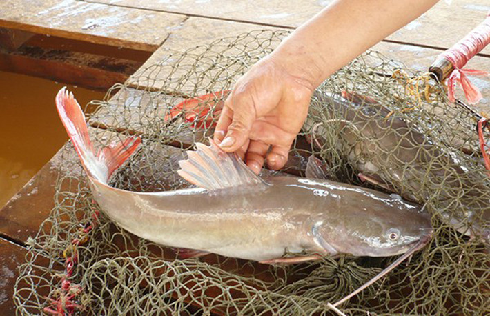 Cá lăng nướng Tây Nguyên. Là đặc sản mà thiên nhiên ưu ái ban tặng cho đồng bào Tây Nguyên, thịt cá lăng săn chắc, thơm ngọt hơn hẳn các loại các khác nhờ thường xuyên ăn mồi sống, cá con, phù du và rêu bám trên vách đá.