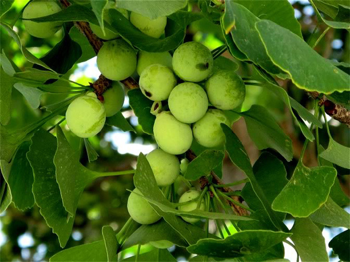 Bạch quả (Ginkgo Biloba). Theo các chuyên gia hàng đầu đến từ Ấn Độ, Trung Quốc, bạch quả chứa hai hoạt chất ginkgolide B và sesquiterpene bilobalide dồi dào. Khi đi vào cơ thể, hai chất này có tác dụng ức chế sự phát triển của cục máu đông, tăng cường lưu lượng máu đến não và cản trở sự hình thành các gốc tự do.