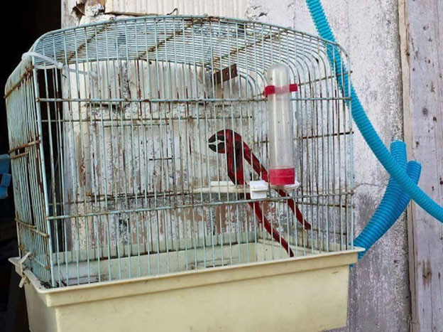 Nhìn qua có ai tưởng nhầm đây là một chú vẹt nằm trong lồng không?