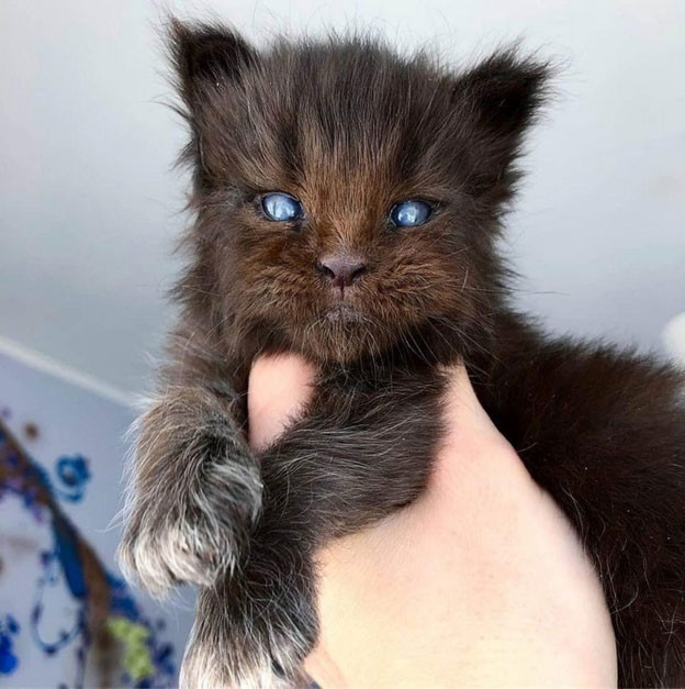 Chú mèo giống Maine Coon sở hữu màu mắt vô cùng đặc biệt