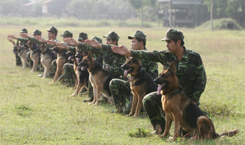 “Vũ khí sống” là cụm từ lạ mà chúng tôi được nghe khi đến tìm hiểu thực tế tại Trường Trung cấp 24 Biên phòng. Cán bộ và huấn luyện viên tại ngôi trường đặc biệt này cho biết: Bộ đội Biên phòng thường gọi chó nghiệp vụ là “vũ khí sống”.