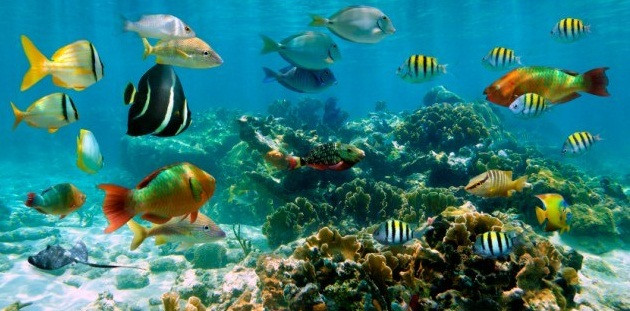 Tiu vậy, với khách người Anh 59 tuổi, Keith Clarke, khu Discovery Cove là một cơn ác mộng và kết thúc bằng chính cái chết của ông. Khi đang bơi tại đây, ông Clarke đã bị cứa ngón chân cái vào một mảnh san hô. Là một người bị chứng máu khó đông, Clarke đã chết do nhiễm trùng máu khuẩn cầu nhóm B.