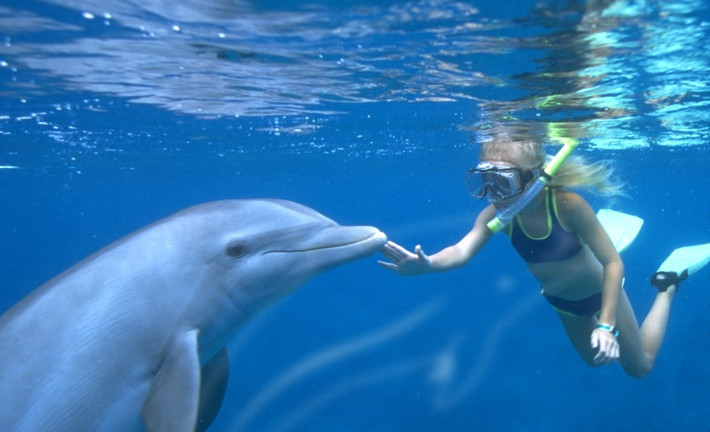 7. Khu Discovery Cove tại Orlando, bang Florida - Là một phần của khu Sea World tại Orlando, bang Florida. Mục đích: mang lại cho du khách trải nghiệm, cơ hội được lặn cùng những chú cá nhiệt đới và tiếp xúc với cá heo, rái cá và khỉ.