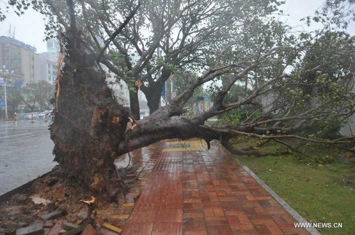 Một cây lớn bị bão đánh bật gốc nằm trên vỉa hè.