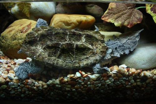 Rùa lá Mata mata (Chelus fimbriatus) là một trong những loài cổ đại còn lại trên Trái đất. Loài rùa này có hình dạng vô cùng ấn tượng và độc đáo, là bậc thầy ngụy trang ngay từ khi mới sinh ra. Khi nhỏ nó trông như một chiếc lá khô, khi lớn lên trông chúng lại như một tảng đá hay khúc gỗ vô tri, bất động.