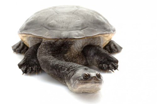 Rùa cổ rắn đảo Roti (Chelodina mccordi) gây ấn tượng với chiếc cổ dài đặc biệt. Mai loài rùa này có thể dài từ 17-22cm và cổ của nó có thể dài tương tự. Loài này đang suy giảm nghiêm trọng trong quần thể hoang dã.