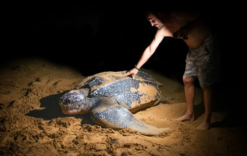 Rùa biển Leatherback (Dermochelys coriacea) có thể lặn sâu nhất, và đi xa nhất. Nó có thể chiến đấu lại và đuổi đi các động vật ăn thịt như cá mập. Không giống như các loài rùa biển khác, nó không có mai, thay vào đó nó được bao phủ bởi lớp da thịt nhờn.