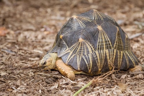 Rùa bức xạ (Astrochelys radiata) có nguồn gốc từ Madagascar, là một loài rùa xinh đẹp đang cực kỳ nguy cấp do mất môi trường sống, săn bắn. Loài này phát triển chiều dài đến khoảng 40cm, và có thể nặng khoảng 15 kg. Có lớp mai vô cùng ấn tượng.