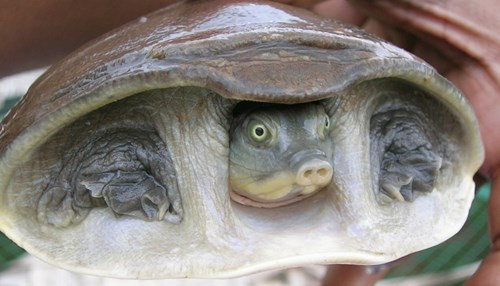 Rùa nhăn nheo Ấn Độ (Lissemys punctata) được biết đến với nhiều nếp gấp da bao ở chân tay khi nó rút lui vào vỏ. Như là một động vật ăn tạp, loài rùa này ăn bất cứ thứ gì từ ếch tới cá và hoa, trái cây. Loài này thích sống ở suối và ao hồ, nhưng có thể chịu được sự khô hạn bằng cách đào hang và đi đến hố nước khác.