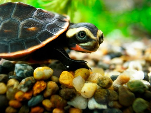 Rùa cổ ngắn bụng đỏ (Emydura subglobosa) là loài rùa khá đáng yêu, thường được nuôi làm vật nuôi. Nó có bụng màu đỏ tươi khi còn nhỏ, sau đó màu đỏ mất dần sang màu cam hoặc màu vàng khi lớn lên. Loài này phát triển dài khoảng 25cm.