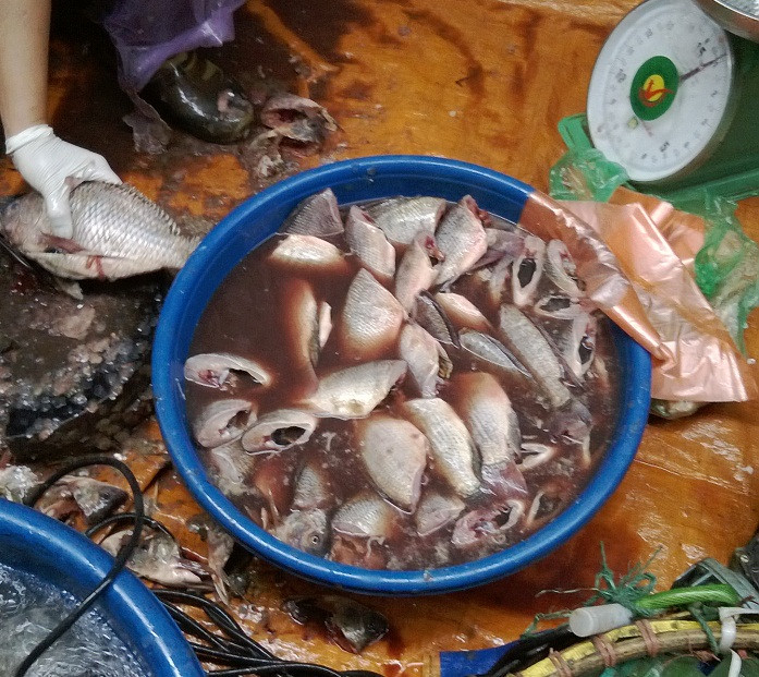 Khi nhìn những hình ảnh này không ai nghĩ sau đó loại cá này lại được đưa vào miệng thực khách.