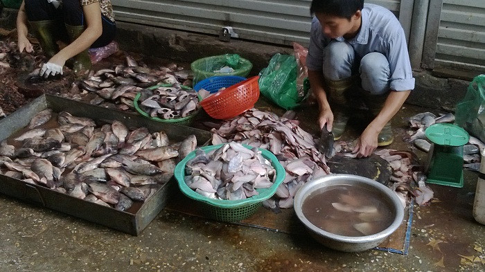 Tất cả nhưng loại cá này đều đã chết.