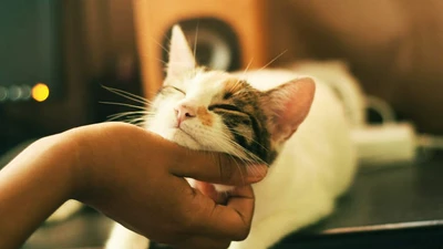 Bị kiện vì thường xuyên cho mèo cưng của hàng xóm ăn