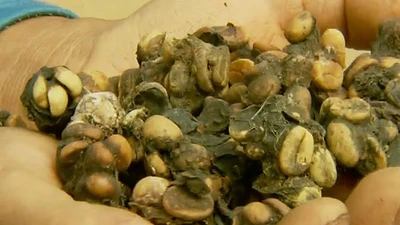 Chim Jacu thải ra đặc sản đắt tới 40 triệu đồng/kg