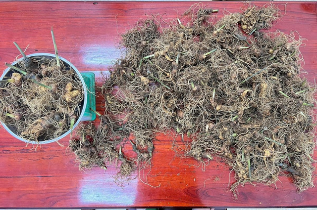 Lực lượng Công an đã kịp thời thu giữ 273 gốc sâm nặng 7,2kg. 17-8-sam-3.jpg